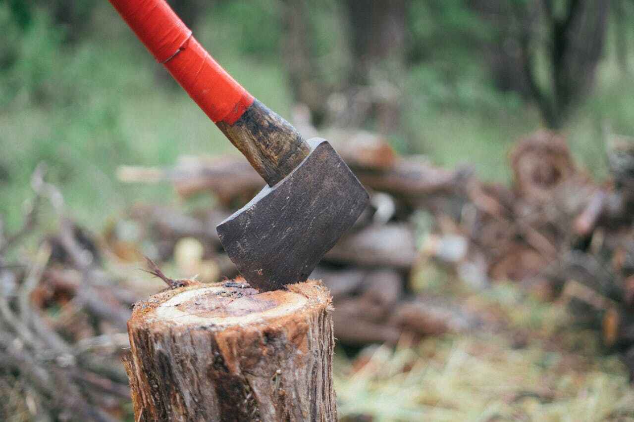 Mayfield, PA Tree Service Company